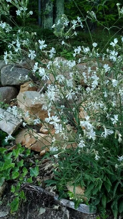 Italian catchfly (Silene italica, Syn. Pl. 1: 498 (1805))