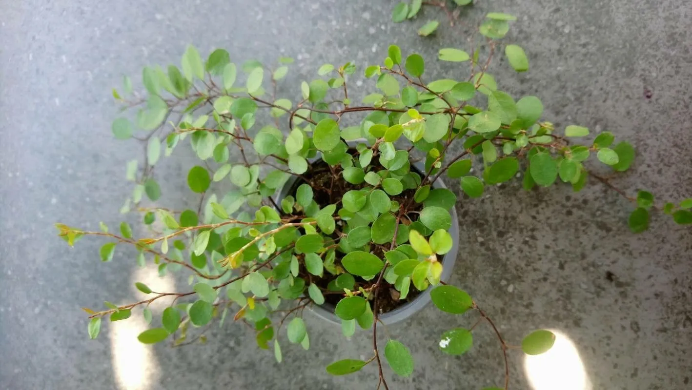 Maidenhair vine (Muehlenbeckia complexa, Pl. Vasc. Gen. 1: 227 (1839))