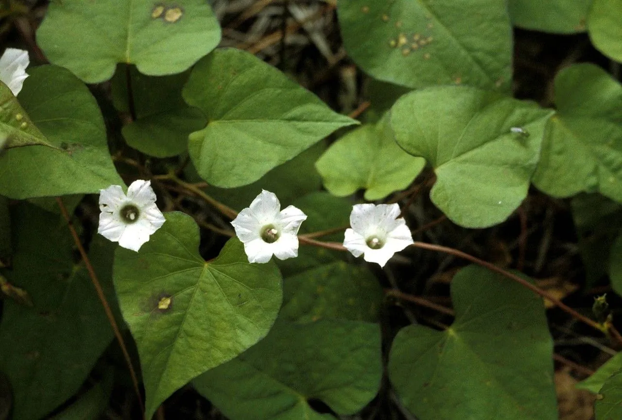 White morning-glory (Ipomoea lacunosa, Sp. Pl.: 161 (1753))