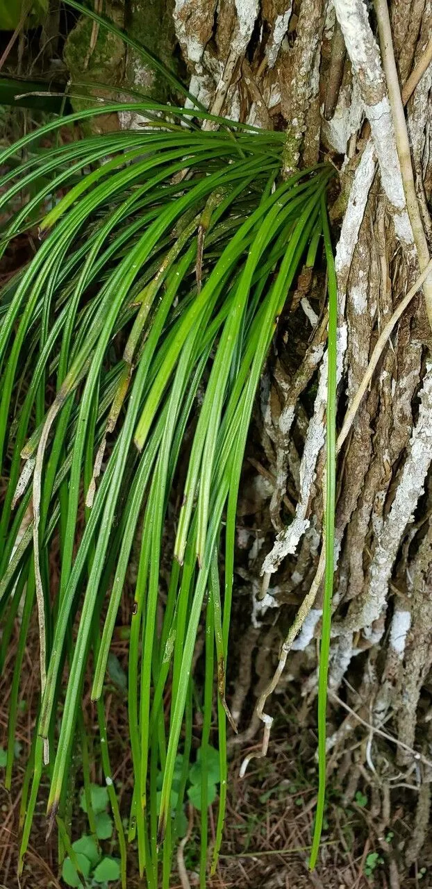 Grass fern (Vittaria graminifolia, Enum. Filic.: 192 (1824))