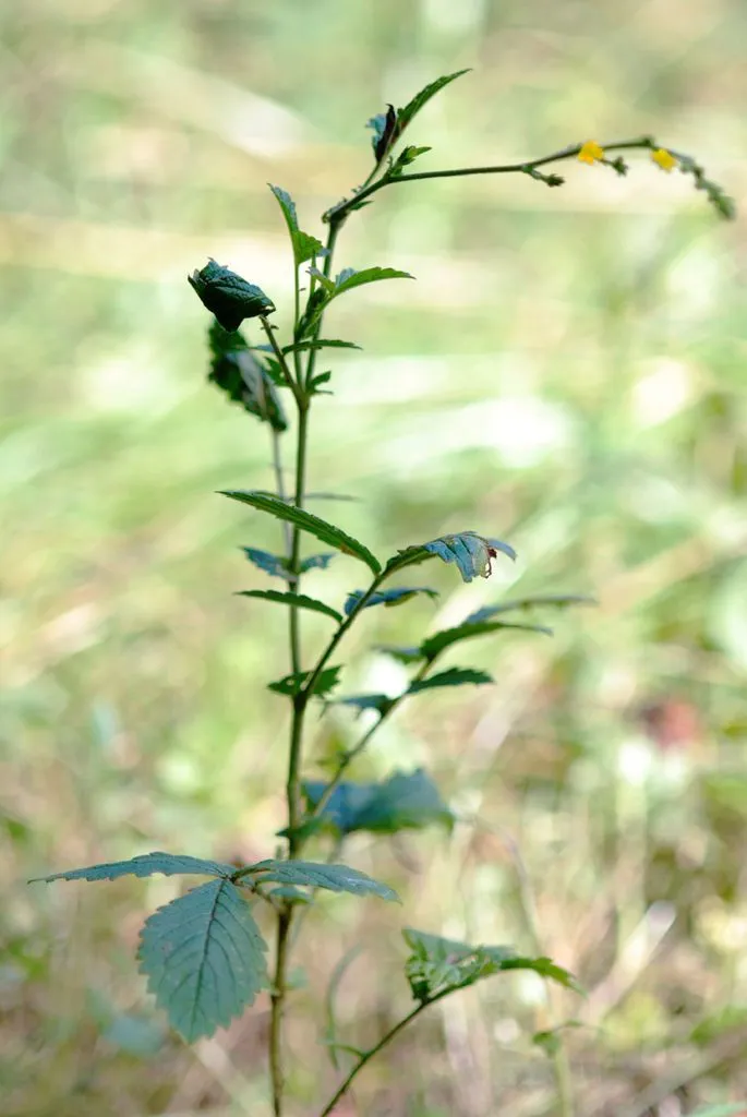 Downy agrimony (Agrimonia pubescens, Beitr. Bot. 1: 45 (1842))