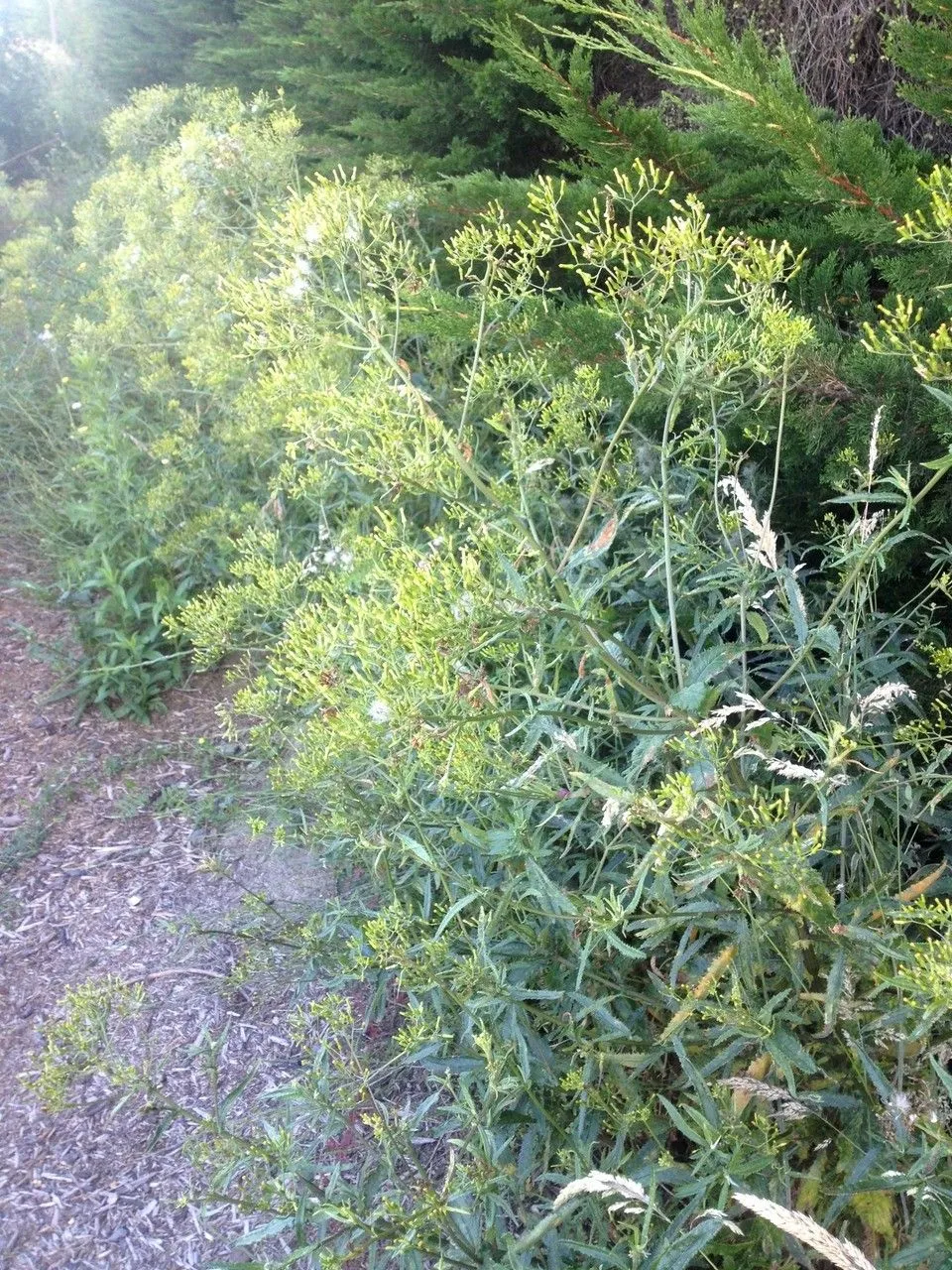 Coastal burnweed (Erechtites minima, None)