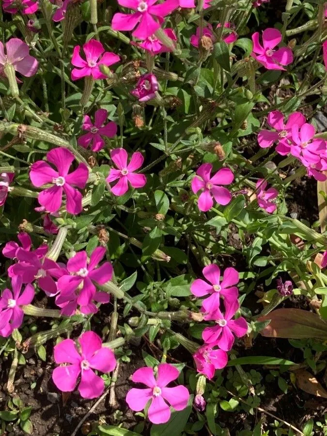 Wild pink (Silene caroliniana, Fl. Carol.: 142 (1788))