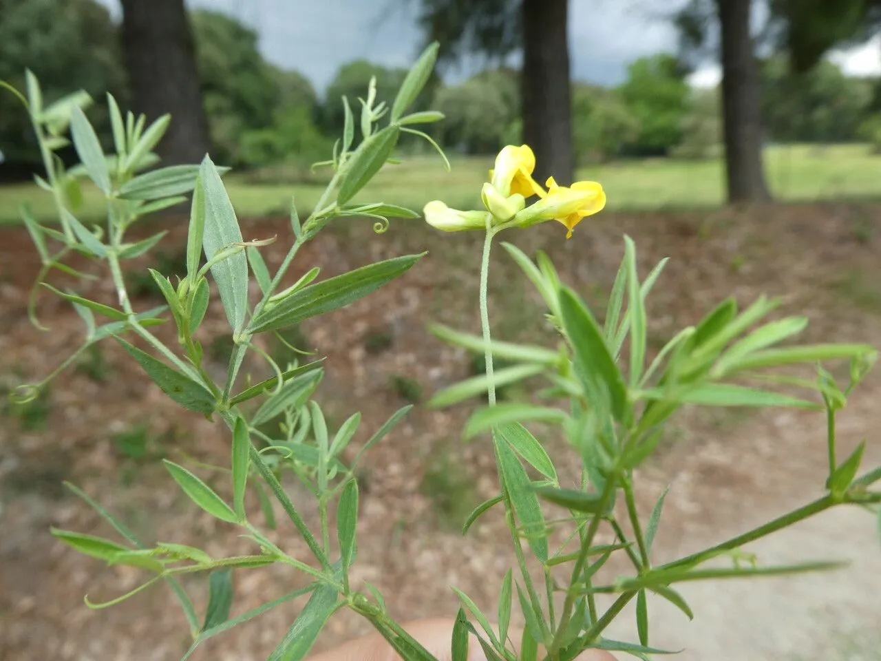 Fodder-pea (Lathyrus annuus, Demonstr. Pl.: 20 (1753))