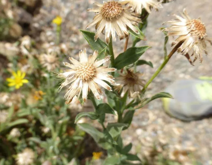 Hairy false golden-aster (Heterotheca villosa, Field & Lab. 19: 71 (1951))