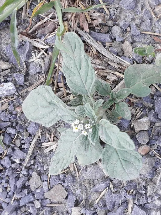 European heliotrope (Heliotropium europaeum, Sp. pl. 1:130. 1753)