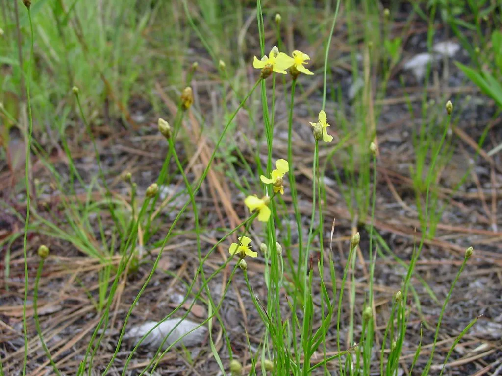 Carolina yellow-eyed-grass (Xyris caroliniana, Fl. Carol.: 69 (1788))