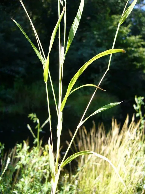 Mexican muhly (Muhlenbergia mexicana, Gram. Unifl. Sesquifl.: 189 (1824))