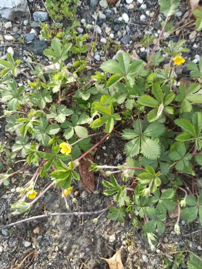 Common cinquefoil (Potentilla canadensis, Sp. Pl.: 498 (1753))