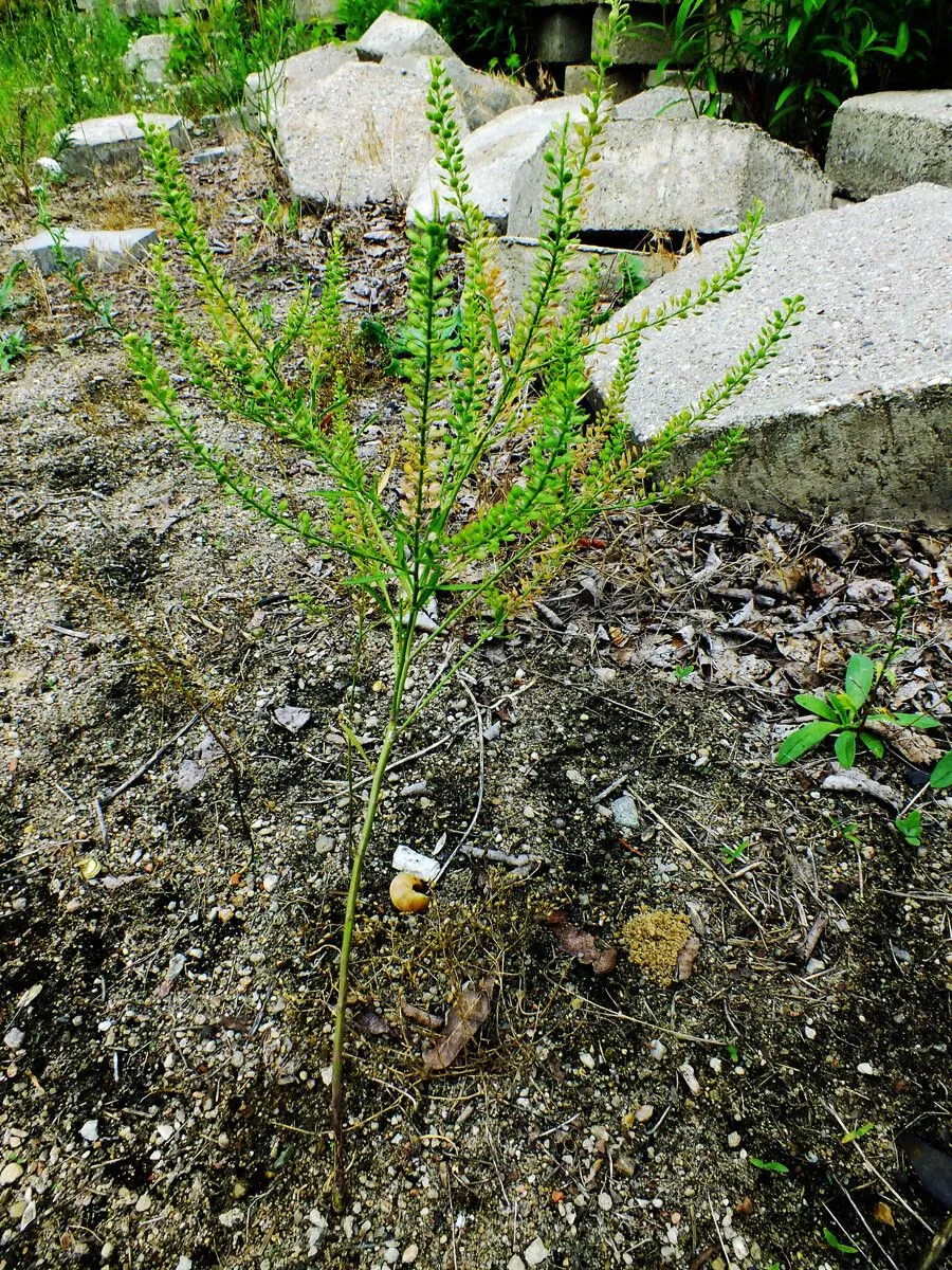 Prairie peppergrass (Lepidium densiflorum, Index Seminum (GOET, Gottingensis) 1832: 4 (1832))