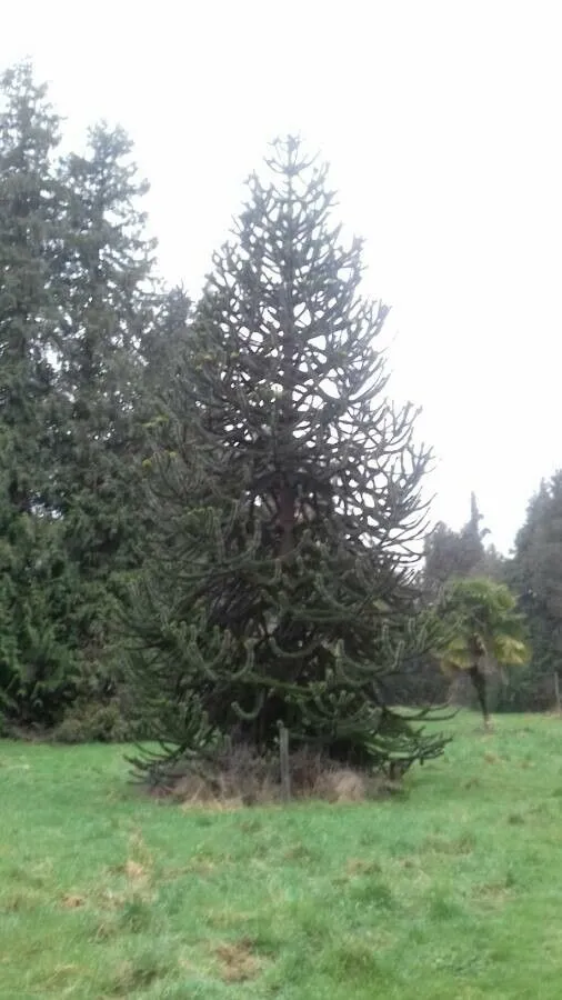 Araucaria (Araucaria araucana, Dendrologie 2(2): 206 (1873))