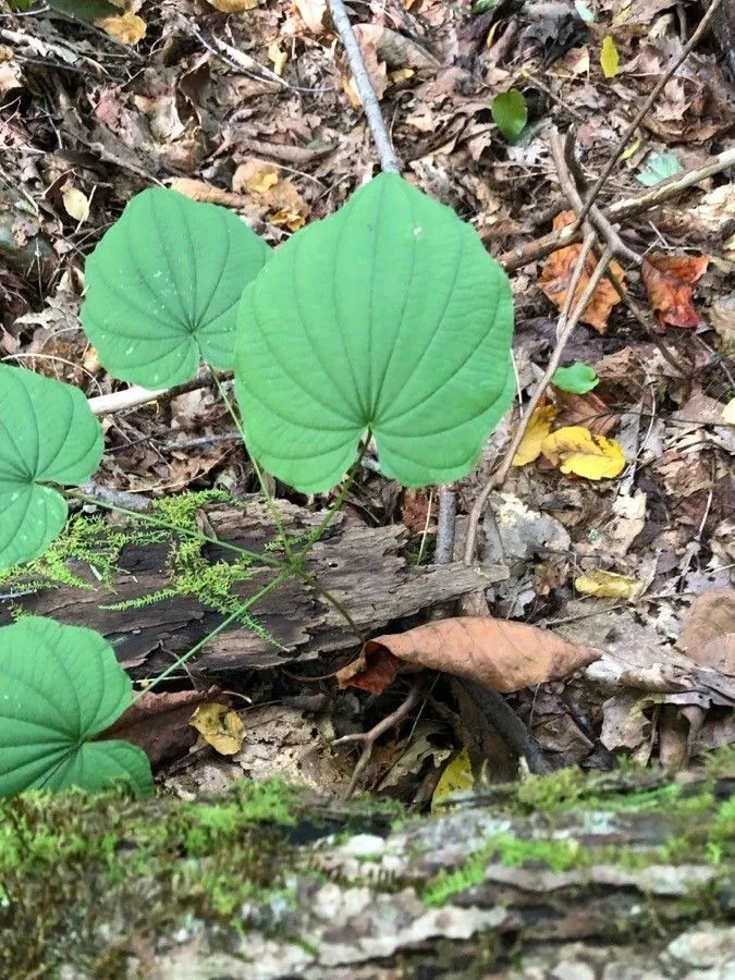 Wild yam (Dioscorea villosa, Sp. Pl.: 1033 (1753))