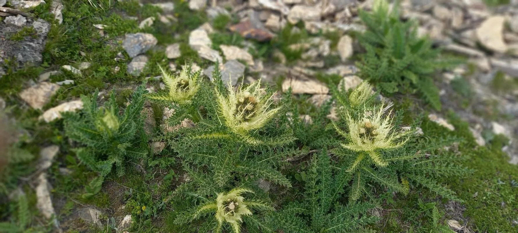 Alpen-kratzdistel (Cirsium spinosissimum, Fl. Carniol., ed. 2, 2: 129 (1771))