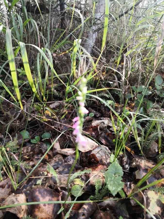 Ladies-tresses (Spiranthes sinensis, Orchidaceae 2: 53 (1908))