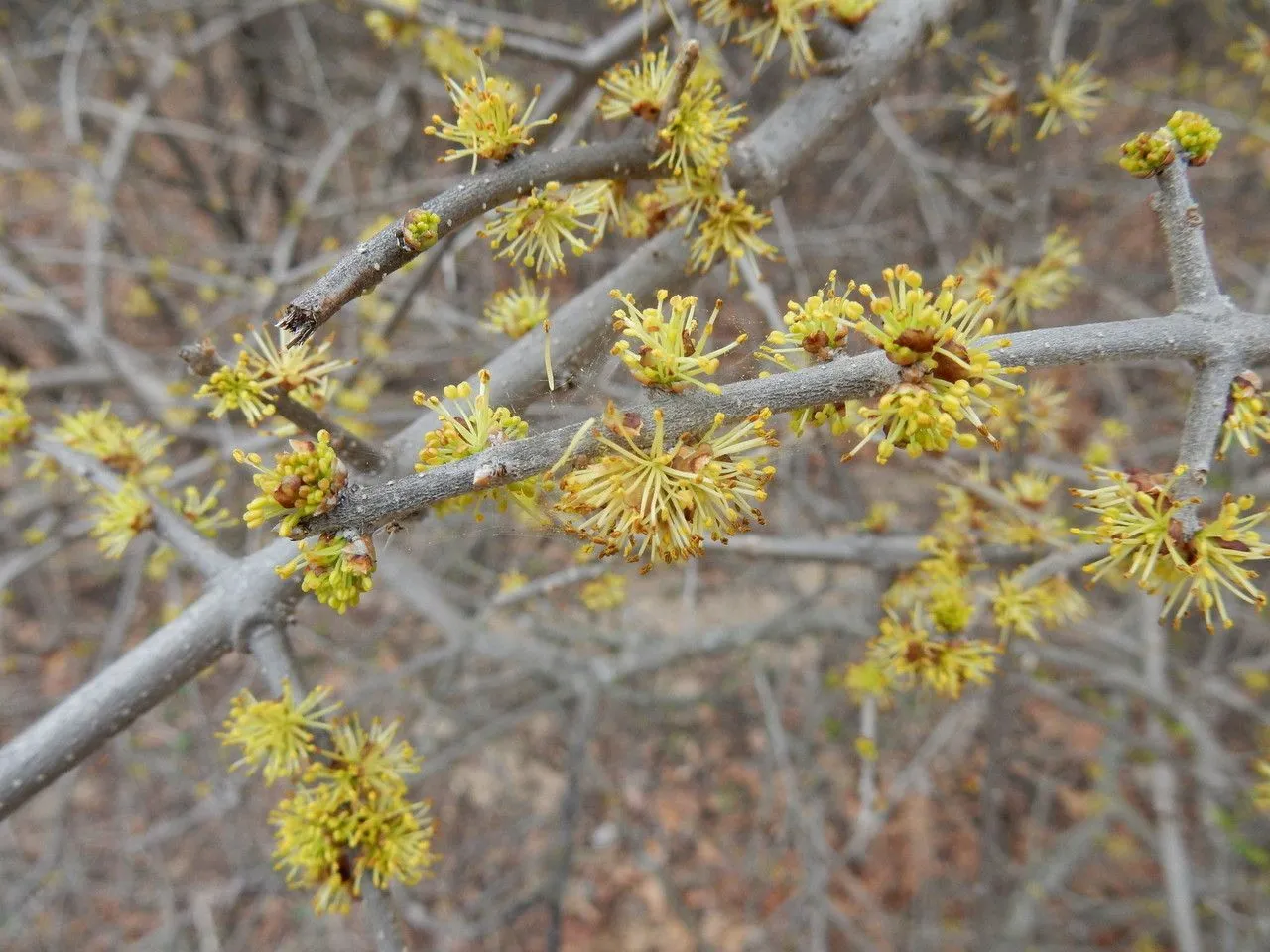 Stretchberry (Forestiera pubescens, Trans. Amer. Philos. Soc., n.s., 5: 177 (1835))