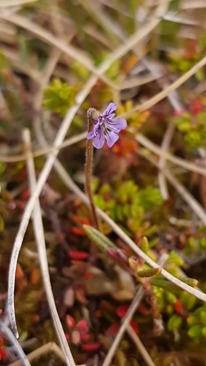 Hairy butterwort (Pinguicula villosa, Sp. Pl.: 17 (1753))