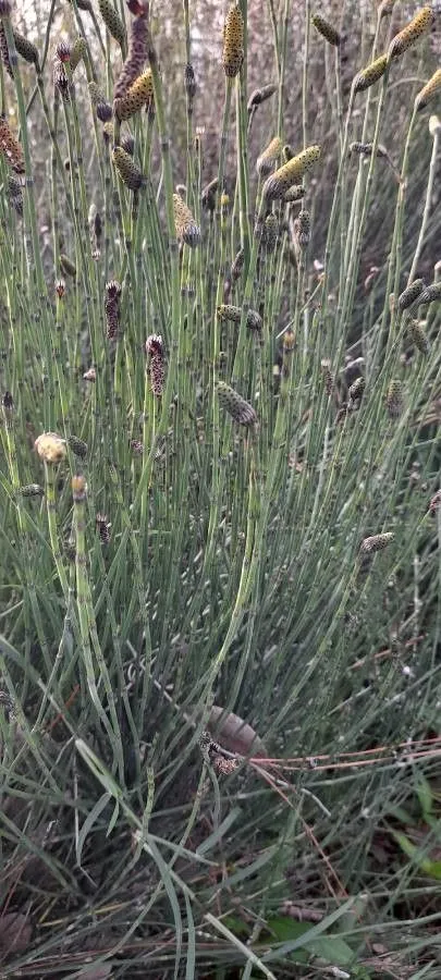 Giant horsetail (Equisetum giganteum, Syst. nat. ed. 10, 2:1318. 1759)