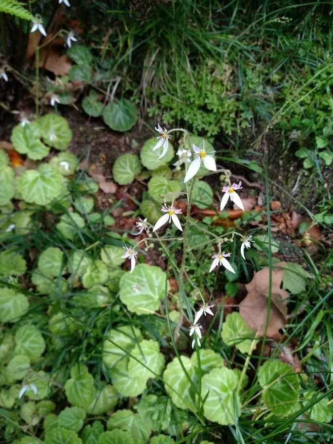 Creeping saxifrage (Saxifraga stolonifera, Philos. Trans. 64(1): 308 (1774))