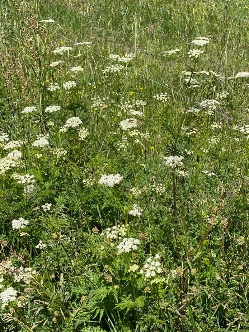 Golden-chervil (Chaerophyllum aureum, Sp. Pl. ed. 2: 370 (1762))