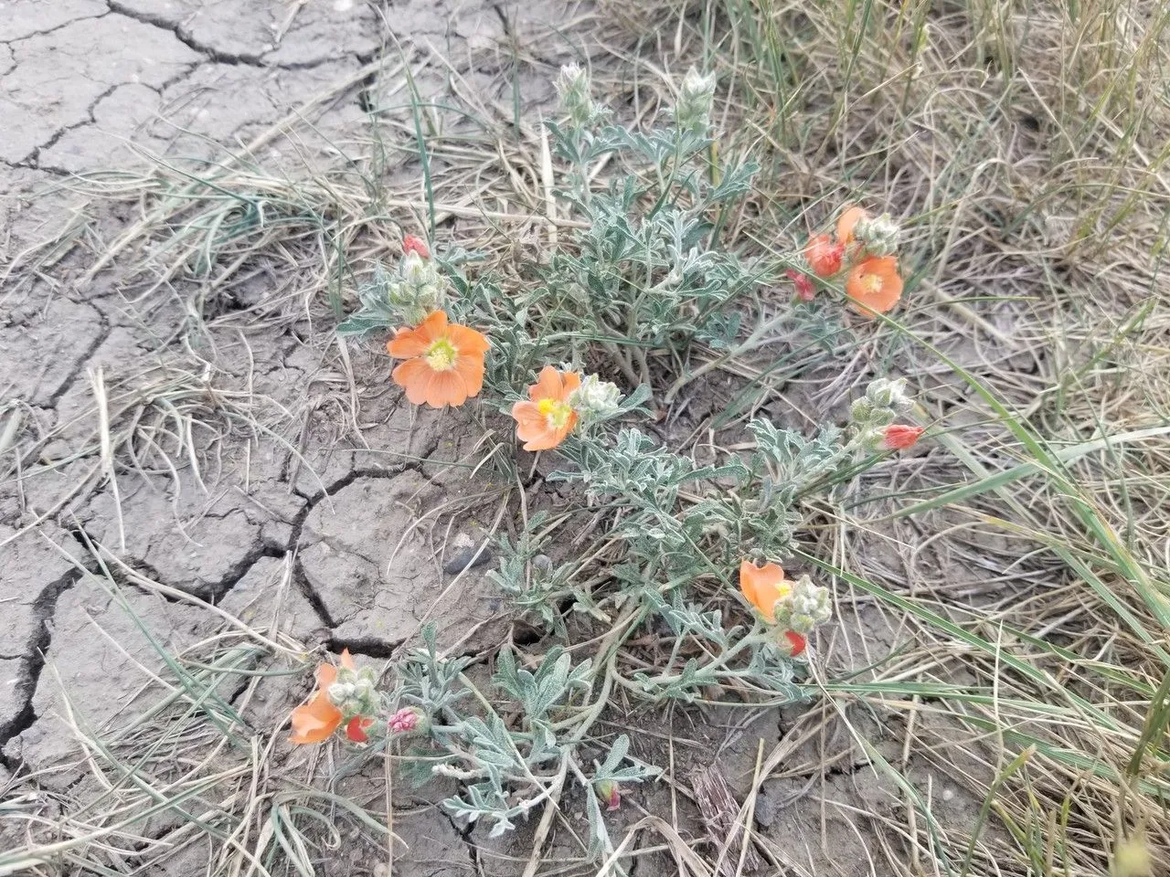 Moss-rose (Sphaeralcea coccinea, Bull. Torrey Bot. Club 40:58. 1913)