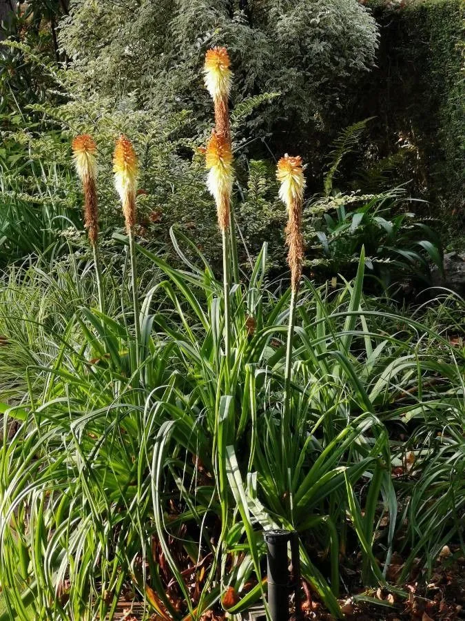 Pokerplant (Kniphofia uvaria, Allg. Naturgesch. 3(1): 566 (1841))