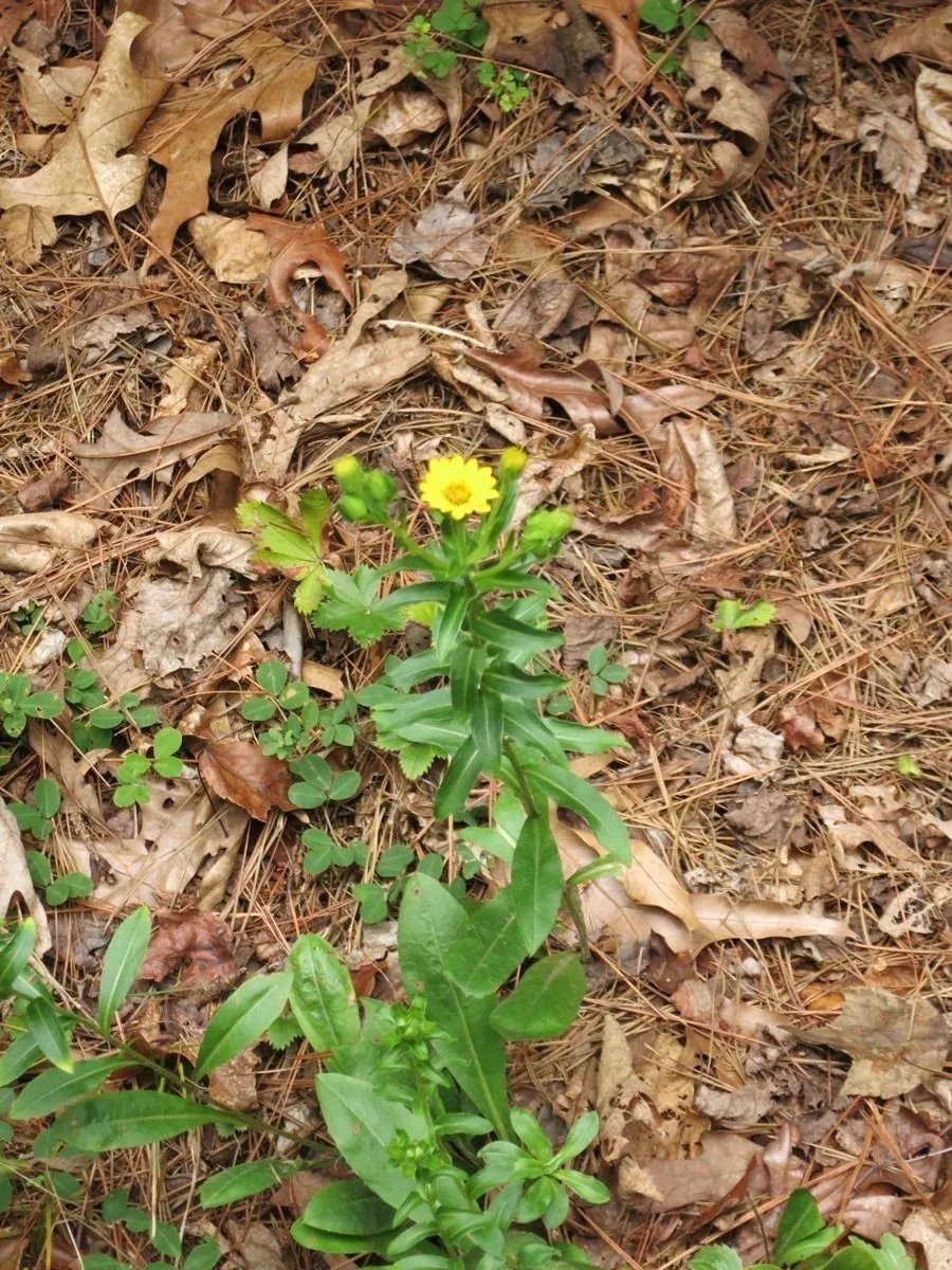 Maryland golden-aster (Chrysopsis mariana, Sketch Bot. S. Carolina 2: 335 (1823))