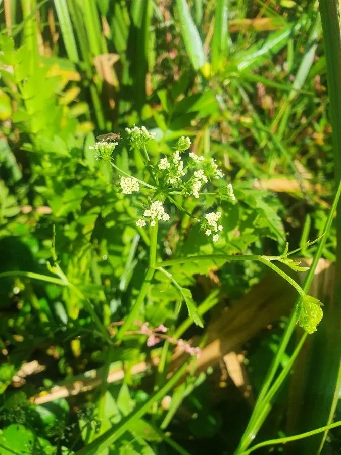 Water-parsnip (Berula erecta, Contr. U.S. Natl. Herb. 4: 115 (1893))