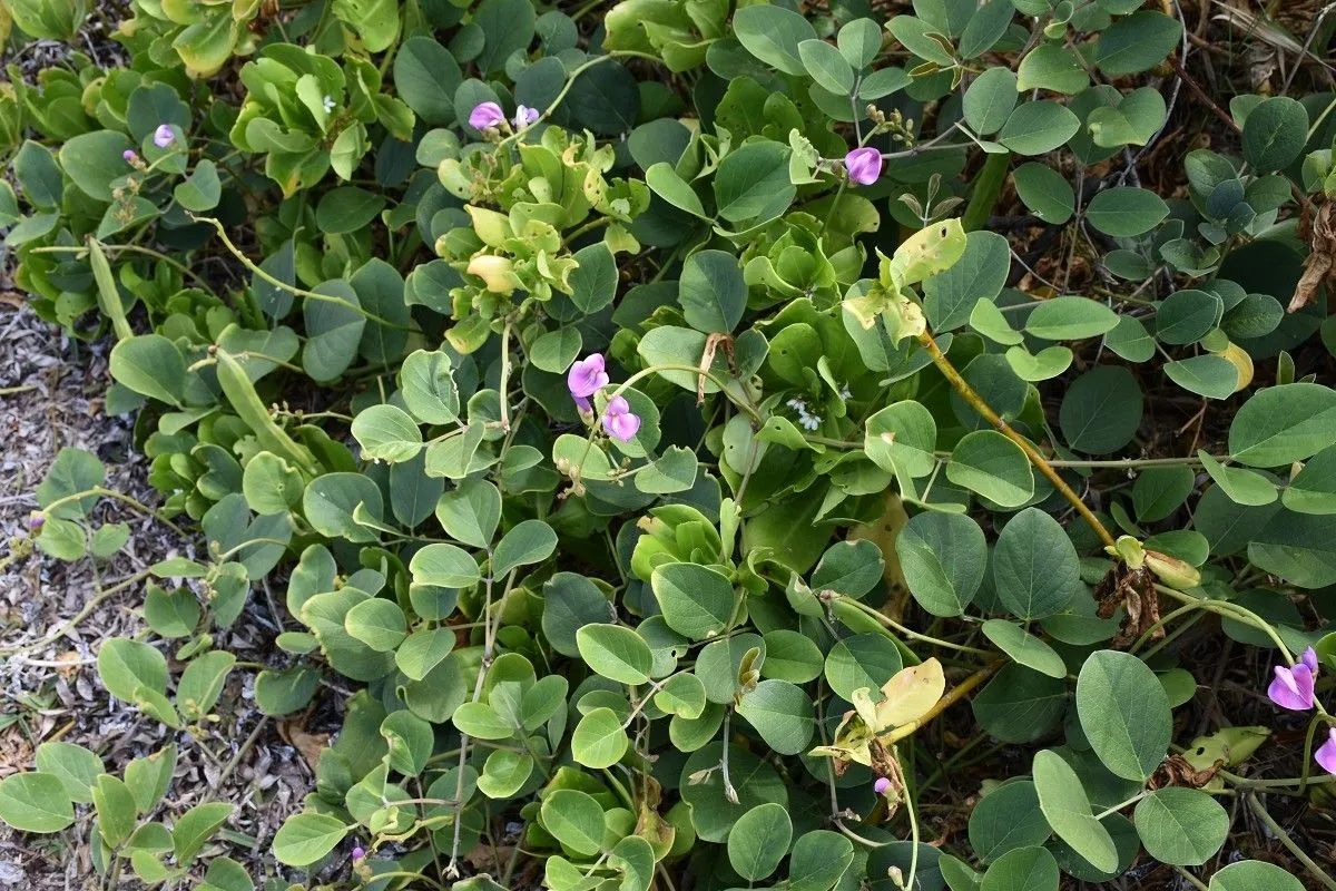 Bay-bean (Canavalia rosea, Prodr. 2: 404 (1825))