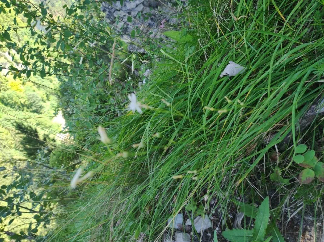 Branched st. bernard’s-lily (Anthericum ramosum, Sp. Pl.: 310 (1753))