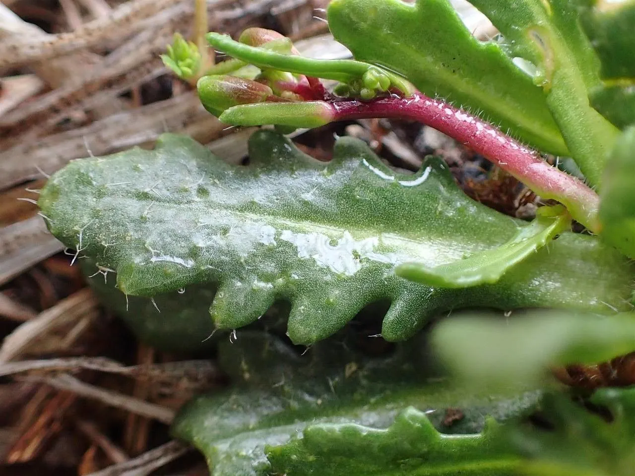 Bristol rock-cress (Arabis scabra, Fl. Pedem. 1: 268 (1785))