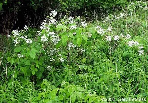 Sow-teat blackberry (Rubus allegheniensis, Bull. Torrey Bot. Club 23: 153 (1896))