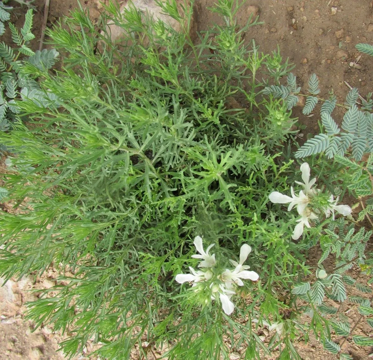 Small coastal germander (Teucrium cubense, Enum. Syst. Pl.: 25 (1760))