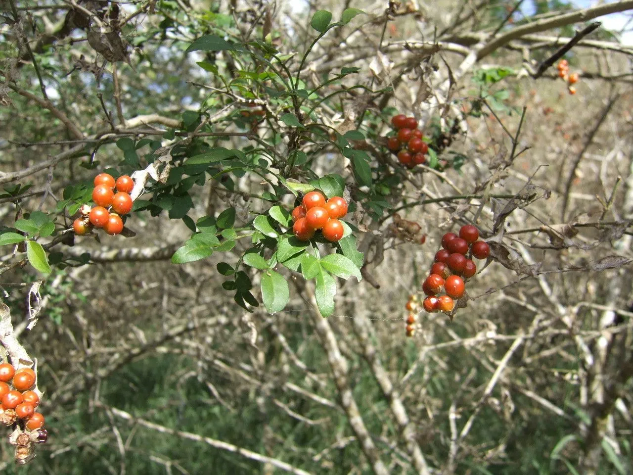 Lime prickly-ash (Zanthoxylum fagara, Gard. & Forest 2: 186 (1890))