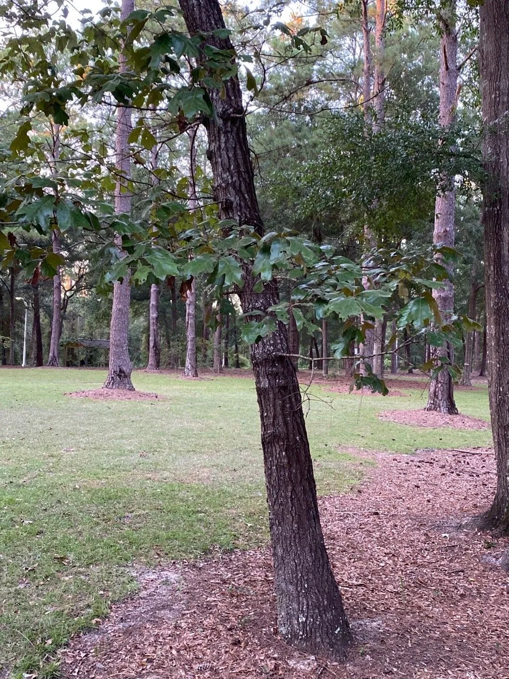 Spanish oak (Quercus falcata, Hist. Chênes Amér.: 28 (1801))