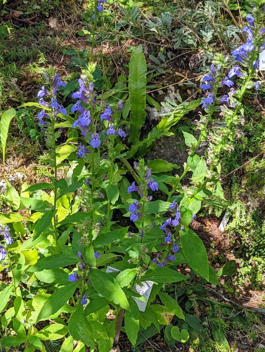 Blue lobelia (Lobelia siphilitica, Sp. Pl.: 931 (1753))