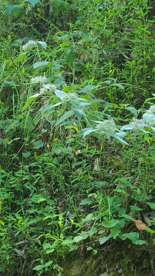 Hoary mountainmint (Pycnanthemum incanum, Fl. Bor.-Amer. 2: 7 (1803))