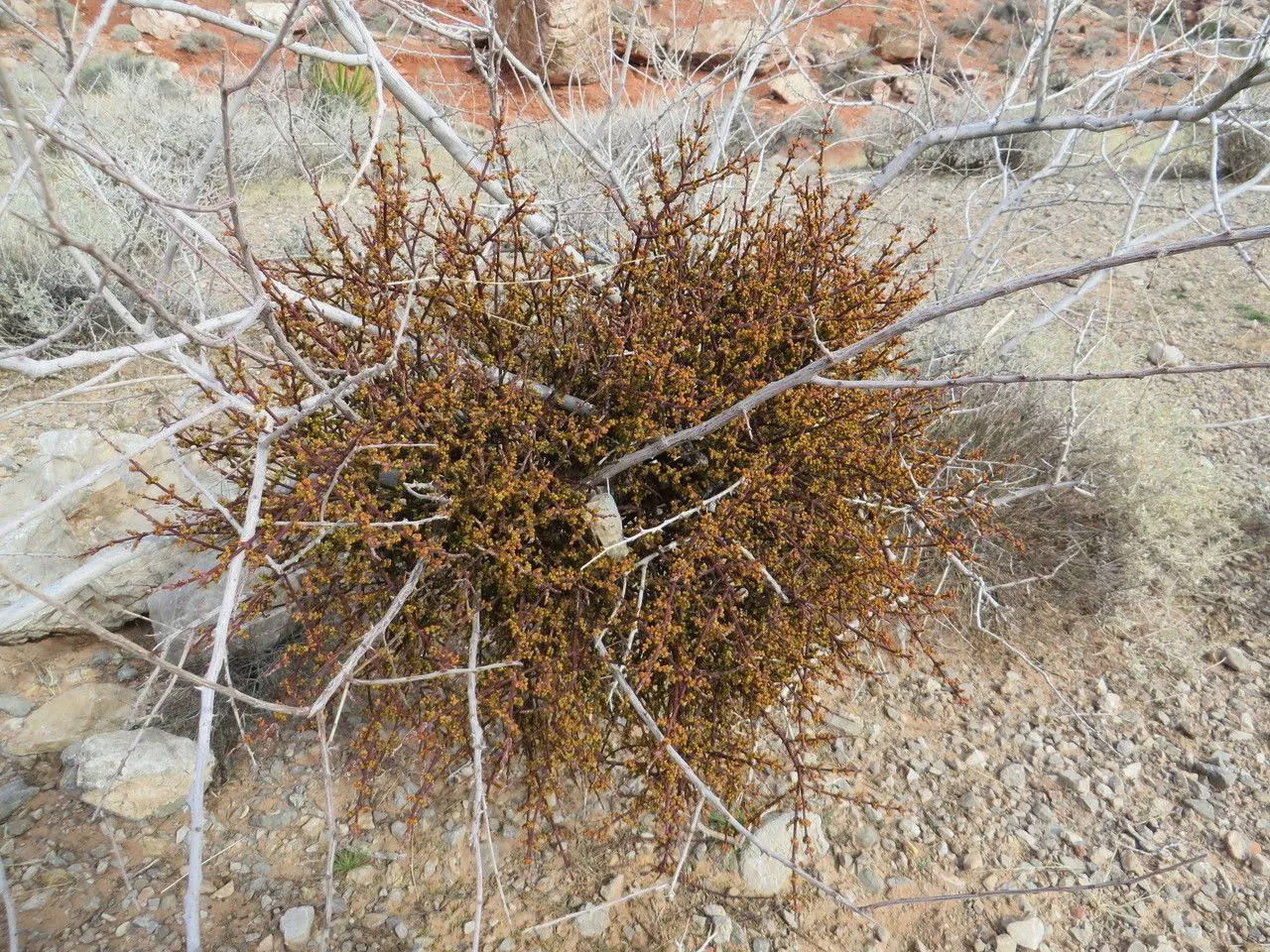 Acacia mistletoe (Phoradendron californicum, J. Acad. Nat. Sci. Philadelphia, n.s., 1: 185 (1848))