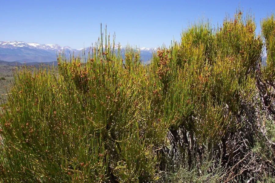 Green ephedra (Ephedra viridis, Contr. U.S. Natl. Herb. 4: 220 (1893))