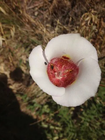 Butterfly mariposa lily (Calochortus venustus, Trans. Hort. Soc. London, ser. 2, 1: 412 (1834 publ. 1835))