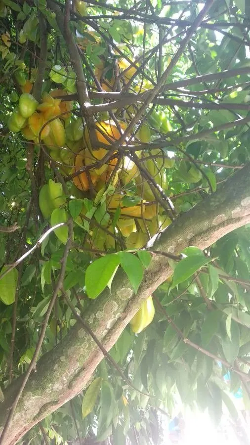 Carambola (Averrhoa carambola, Sp. pl. 1:428. 1753)