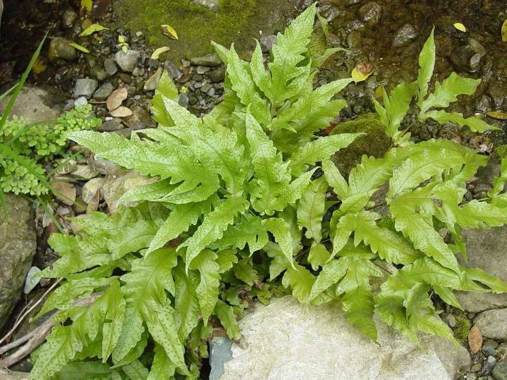 Broad halberd fern (Tectaria heracleifolia, Bull. Torrey Bot. Club 33: 200 (1906))