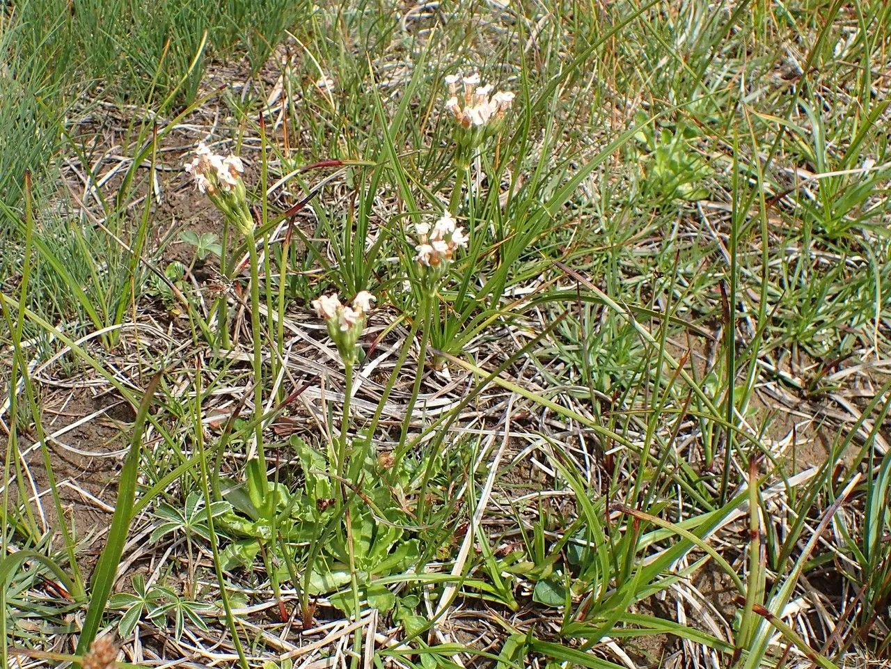 Bird-eye primrose (Primula farinosa, Sp. Pl.: 143 (1753))