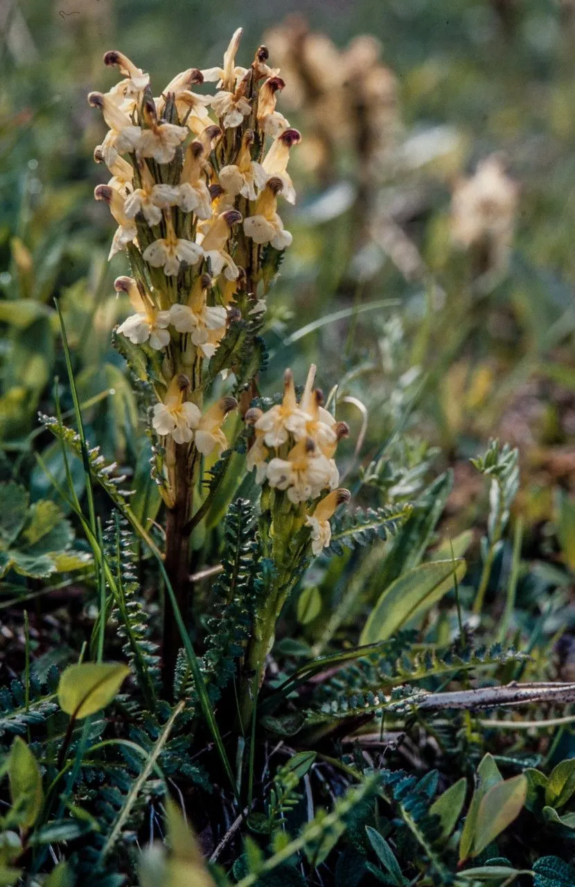 Buntes lusekraut (Pedicularis oederi, J.W.Horneman, Fors. Dansk. Oek. Plantel., ed. 2: 580 (1806))