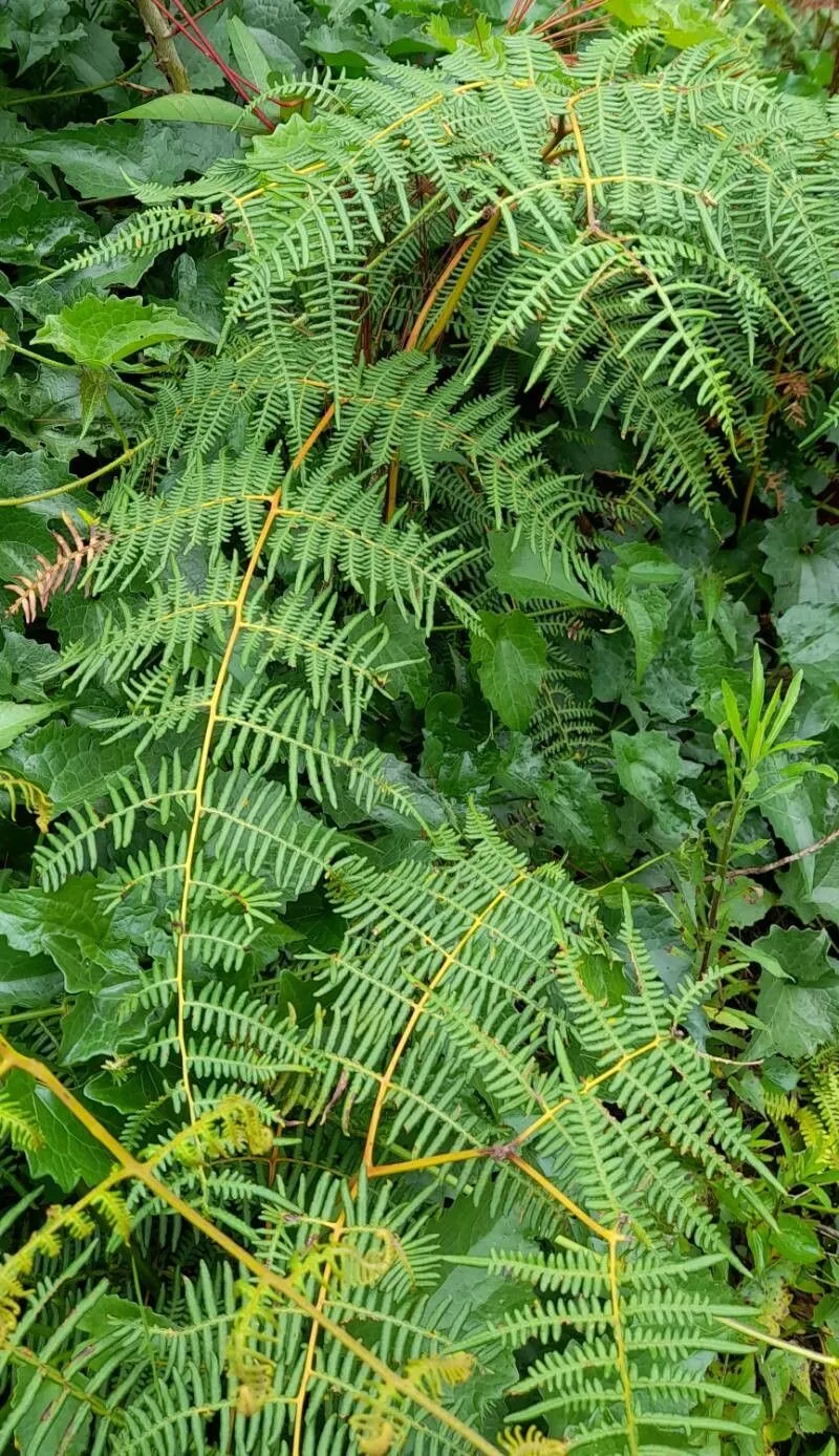 Southern brackenfern (Pteridium caudatum, Proc. U. S. Natl. Mus. 23: 631 (1901))