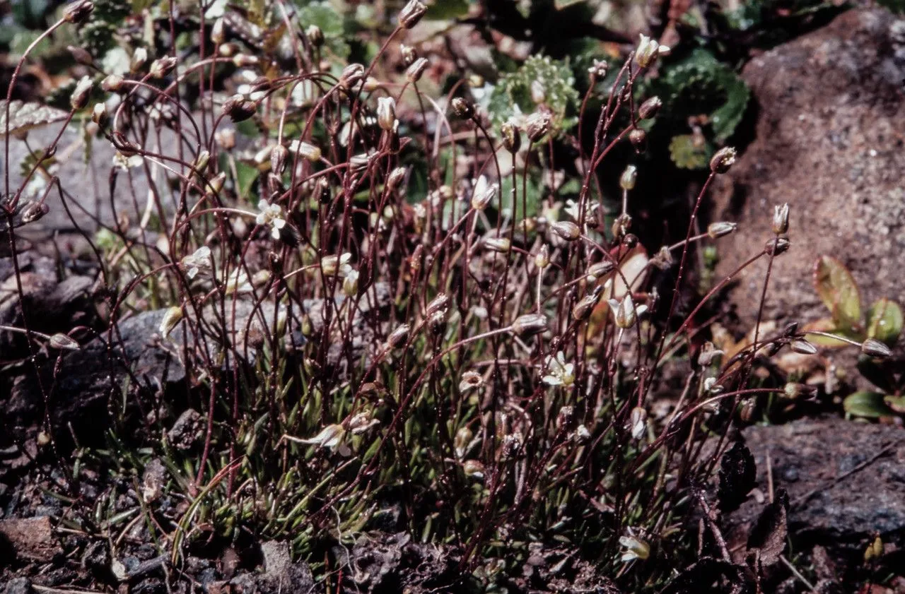 Bog stitchwort (Sabulina stricta, Fl. Germ. Excurs. 2: 789 (1832))