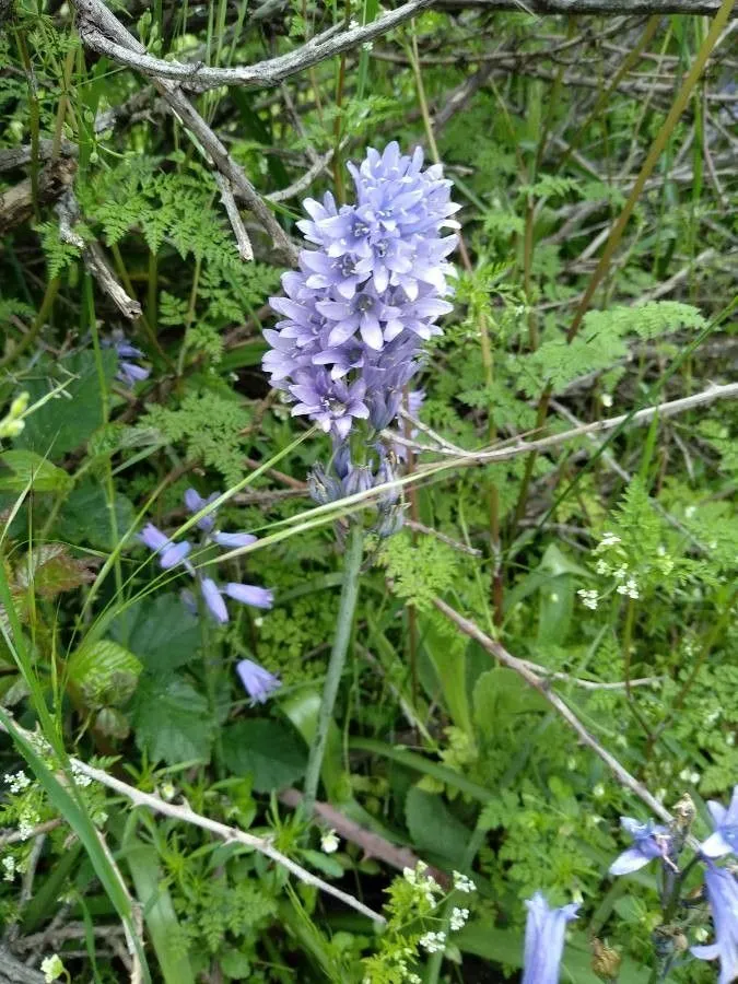 Bristly bellflower (Campanula cervicaria, Sp. Pl.: 167 (1753))