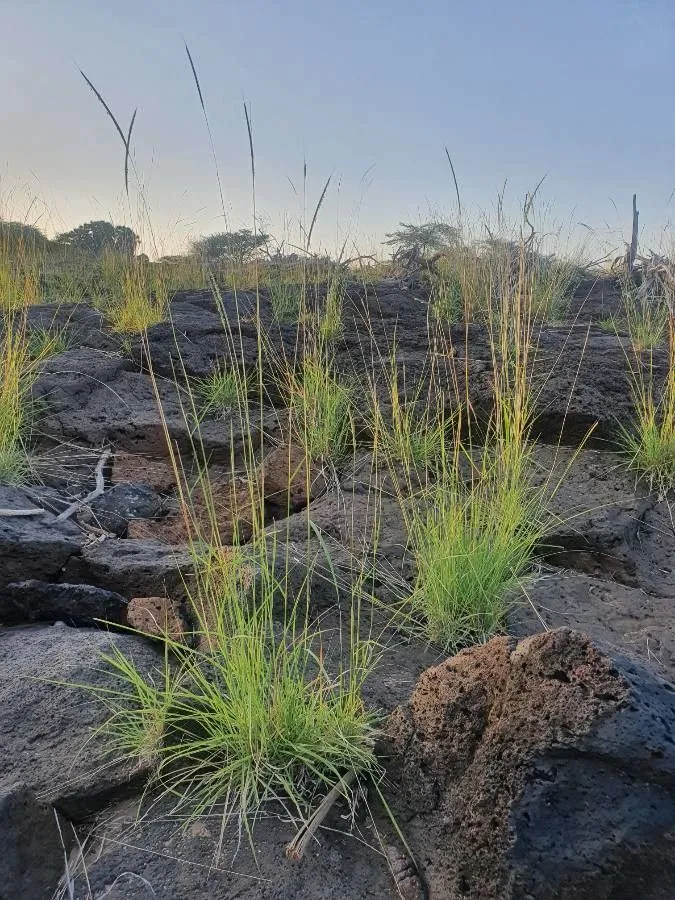 Rattail grass (Sehima nervosum, “D. Prain, Fl. trop. Afr. 9:36. 1917 “”<I>nervosum</I>“””)