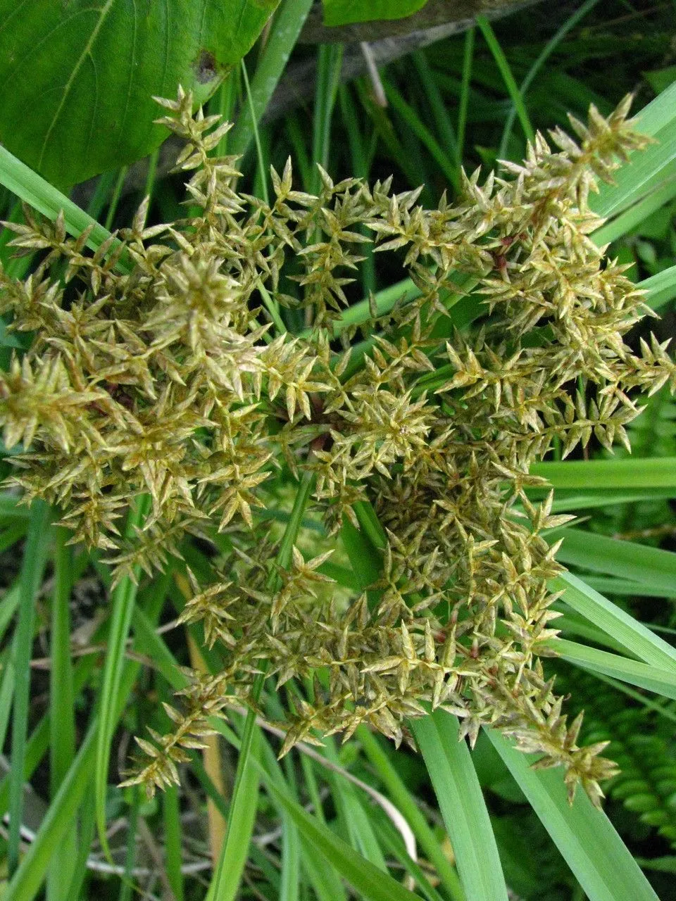 Javanese flatsedge (Cyperus javanicus, Nat. Hist. 2(13): 67 (1782))