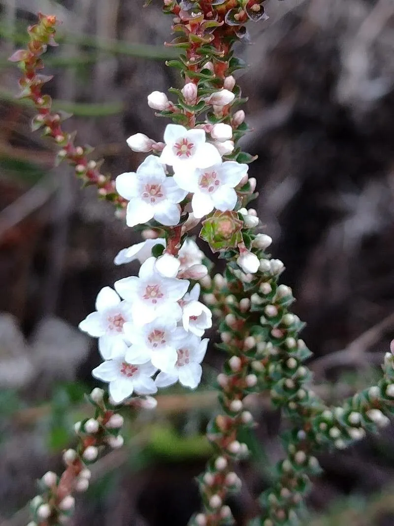 Coral heath (Epacris microphylla, Prodr. Fl. Nov. Holland.: 550 (1810))