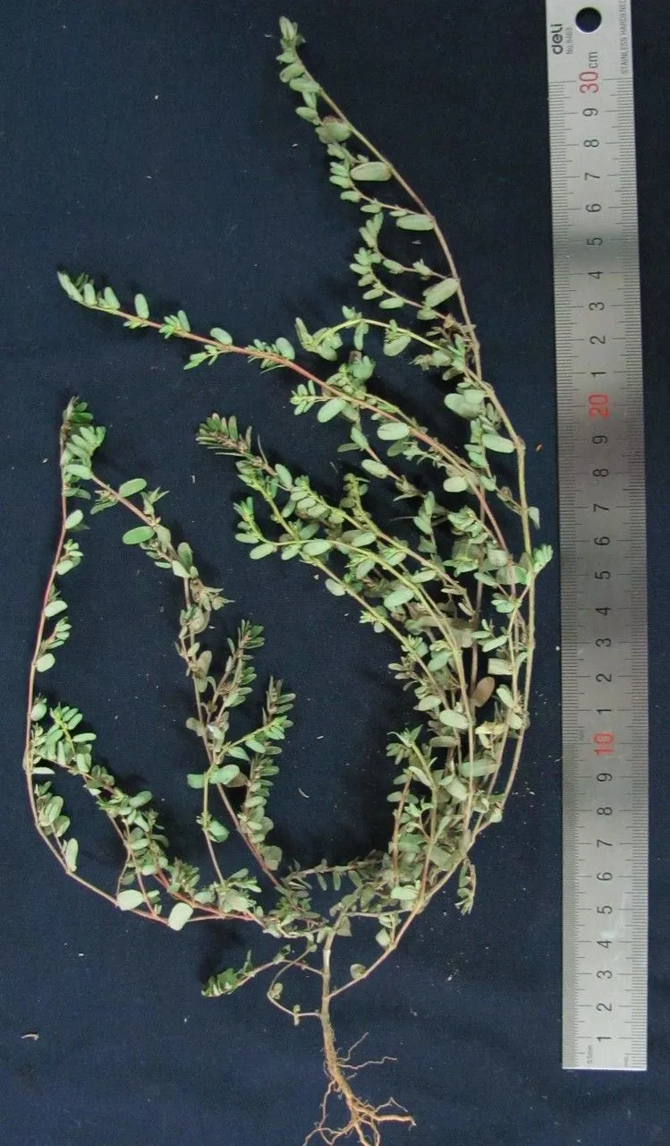 Chickenweed (Euphorbia thymifolia, Sp. Pl.: 454 (1753))